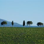 Trees on San Quirico to Torreniere road